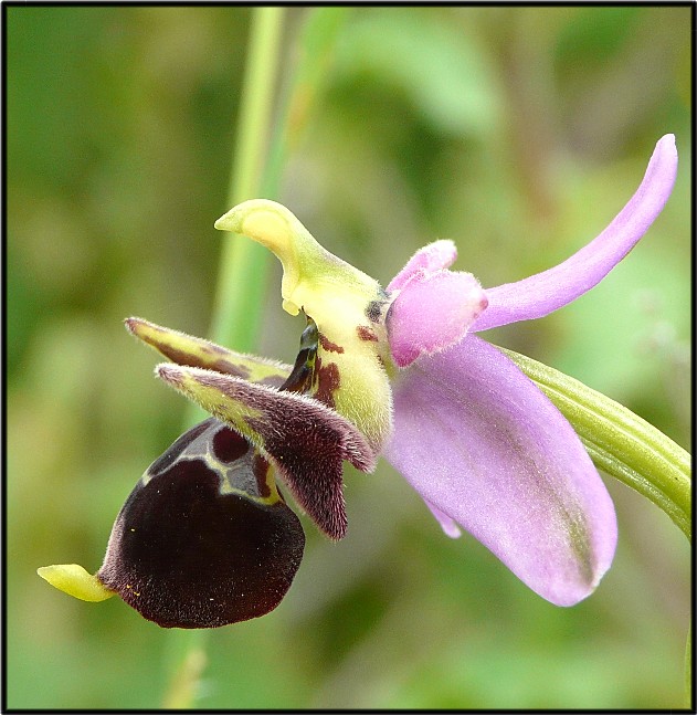 Ophrys scolopax subsp. cornuta